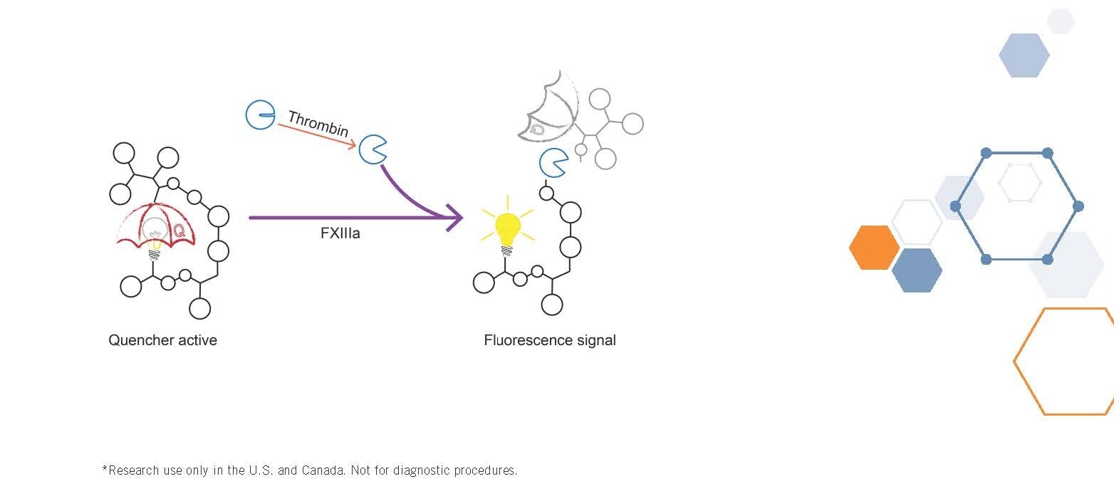 Factor XIII Quencher Florescense Thrombin FXIIIa