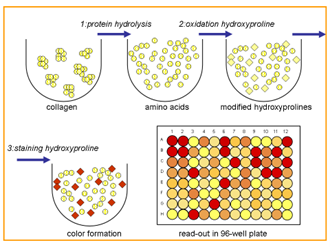 Total Collagen measurement – chromogenic hydroxyproline detection method