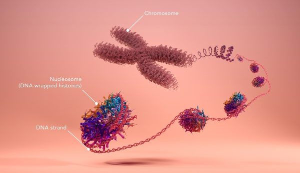 Volition Nu.Q® Discover H3.1 ELISA quantitative levels of circulating intact nucleosomes containing Histone H3 in plasma NETosis clinical research